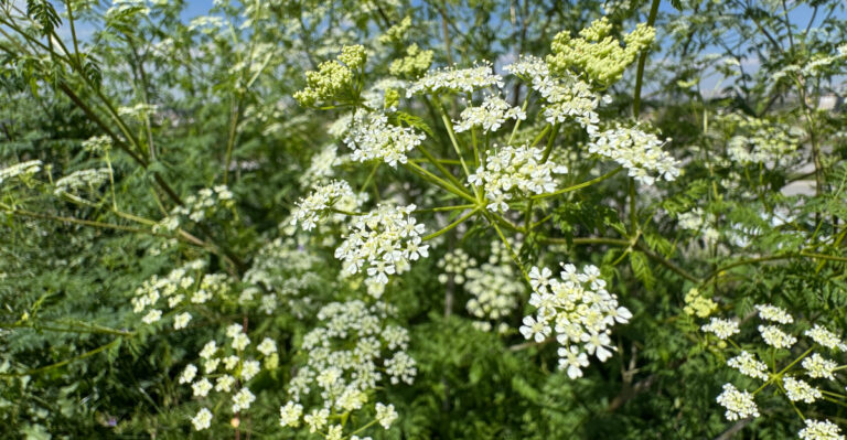 Conium maculatum (poison hemlock)