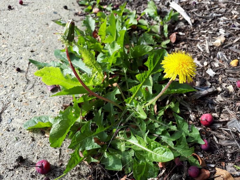 Dandelion With Its Bright Blooms And Deep Taproot