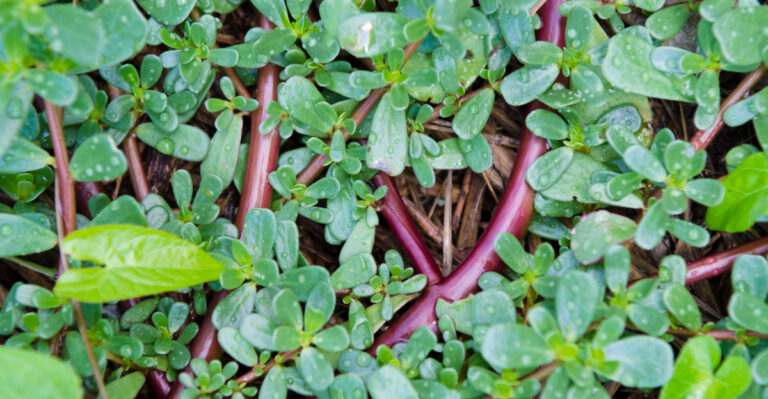 13 Weeds Ohio Gardeners Should Know And How To Identify Them