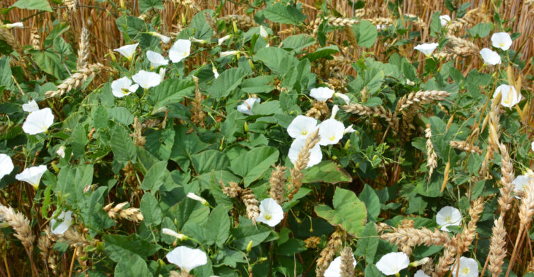 14 Common Weeds In Michigan And How To Identify Them