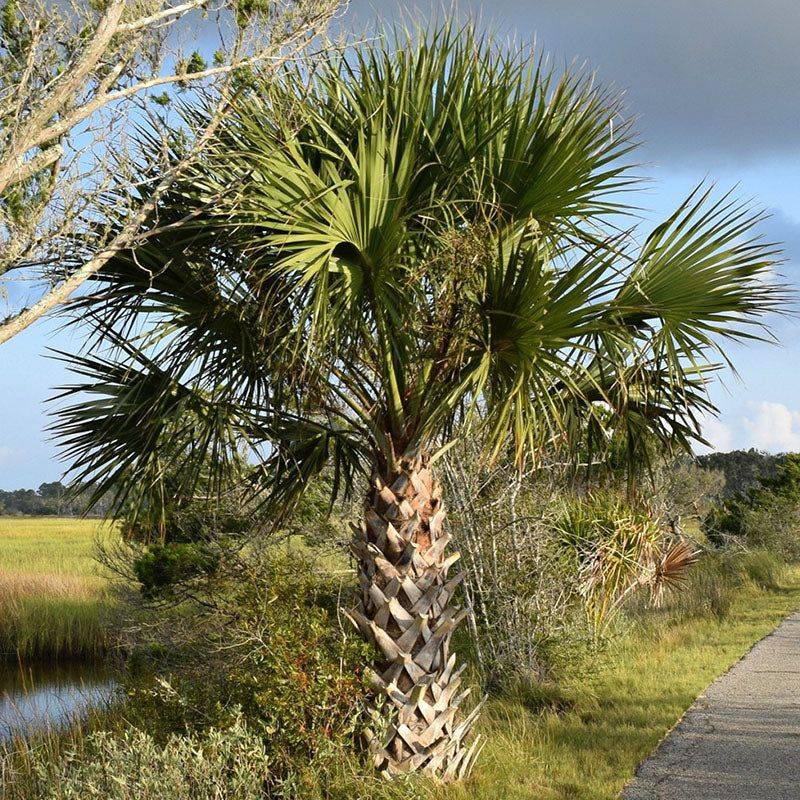 Start With Cabbage Palm: A Native That Handles Dry Conditions