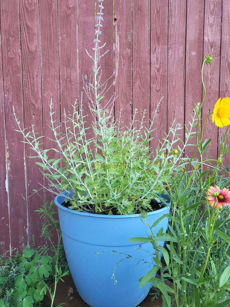 Russian Sage Fails In Wet Dense Soil Conditions