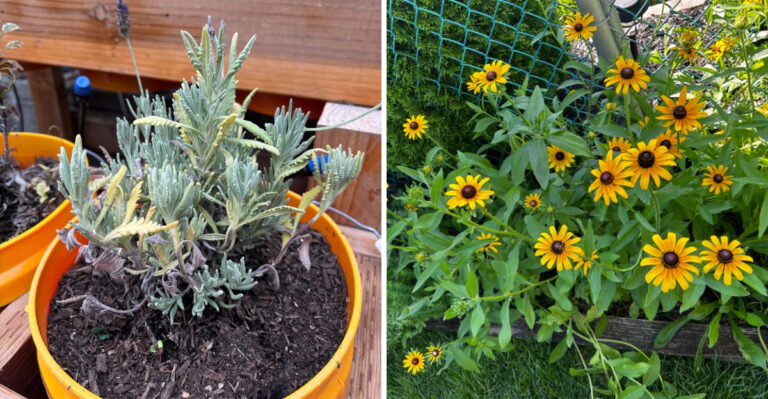 4 Perennials That Struggle In Georgia Clay Soil And What To Plant Instead