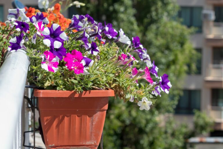 petunias on balcony