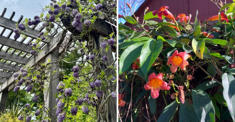 4 Popular Georgia Vines You May Regret Planting And What To Grow Instead