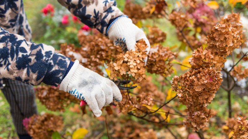 Panicle Hydrangea, Prune Away In April