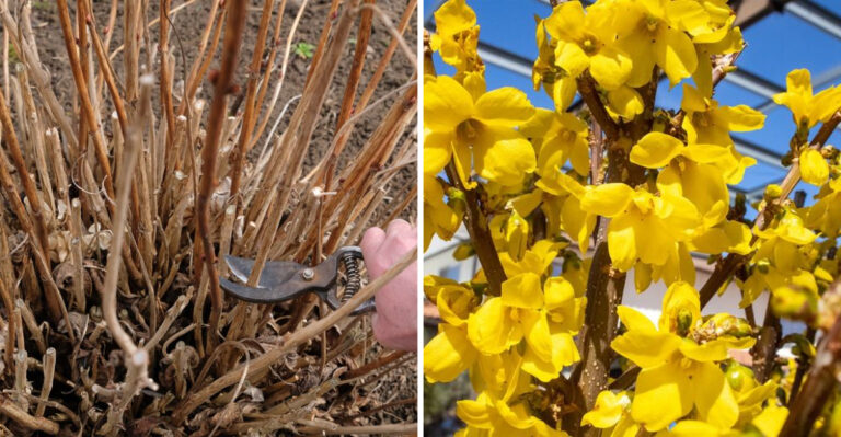 4 Shrubs Michigan Gardeners Can Still Prune In April And 4 They Should Leave Alone