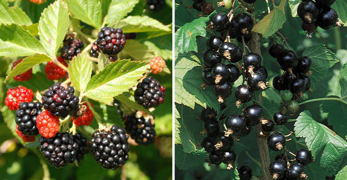 blackberries and currants