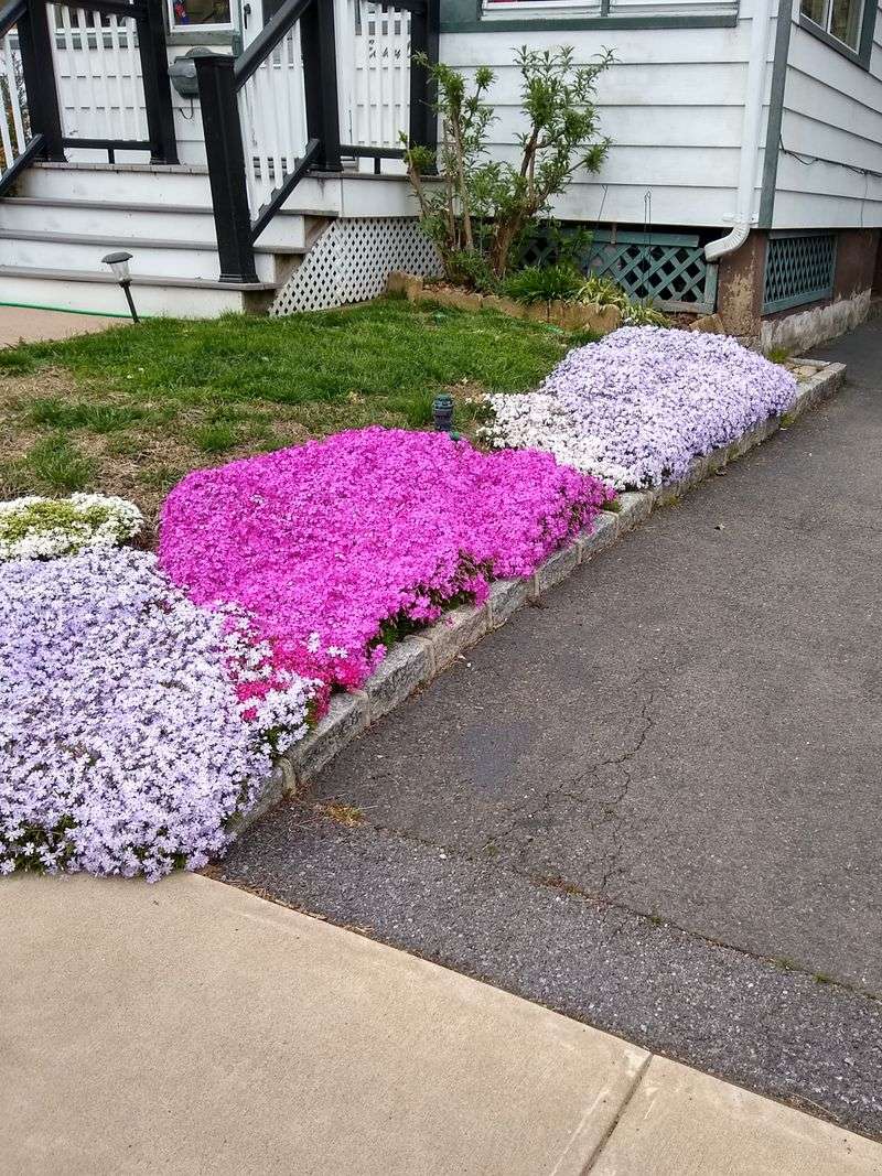 Creeping Phlox Steals The Show