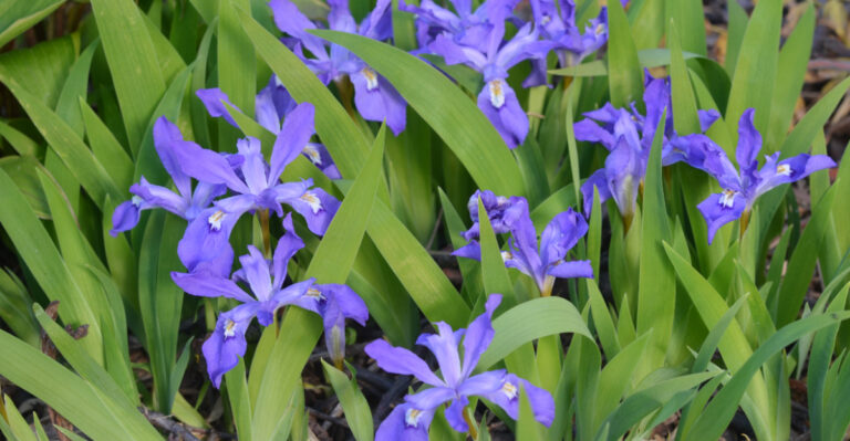 Iris cristata