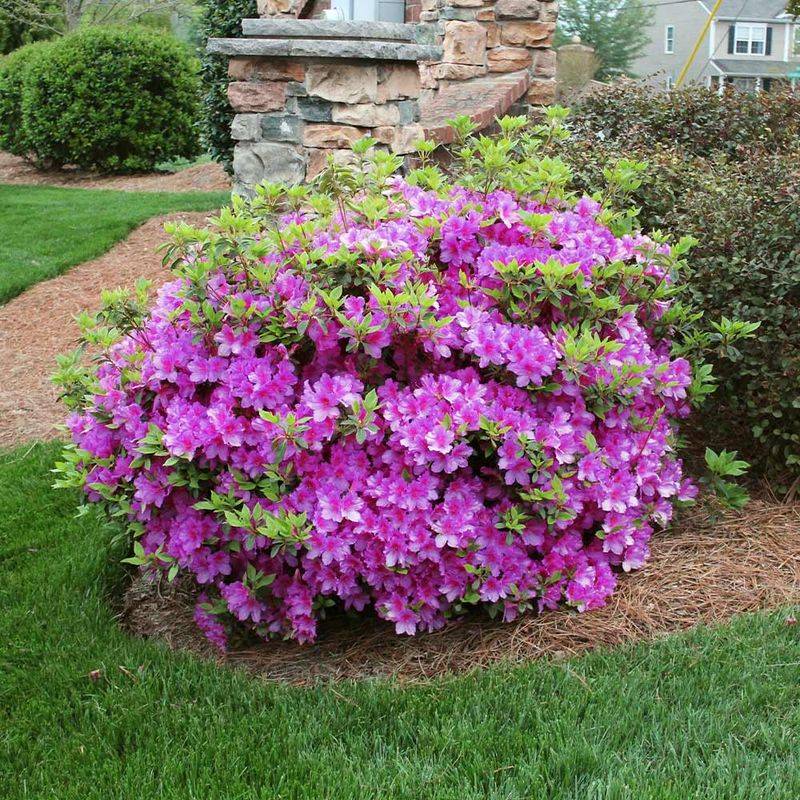 Azaleas Benefit From A Light Feeding Right After Bloom