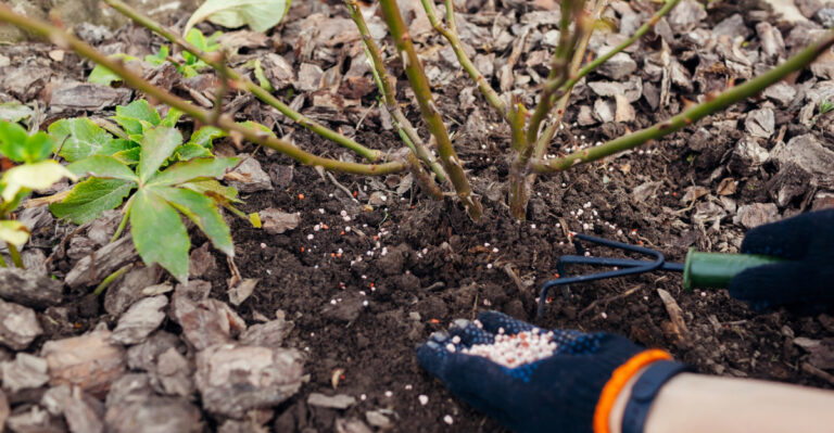 fertilize roses