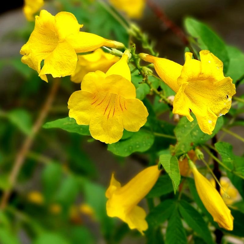 Esperanza Benefits From A Light Spring Trim