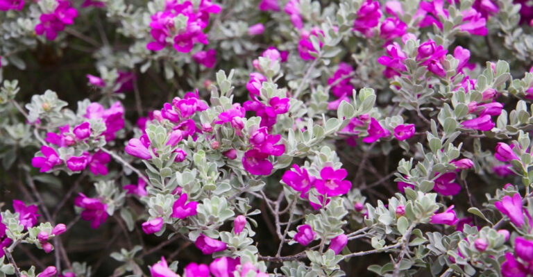 5 Shrubs To Lightly Prune In April In Texas For More Blooms