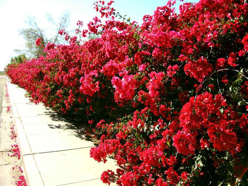 Bougainvillea Shapes Vivid Blooms And Encourages New Growth