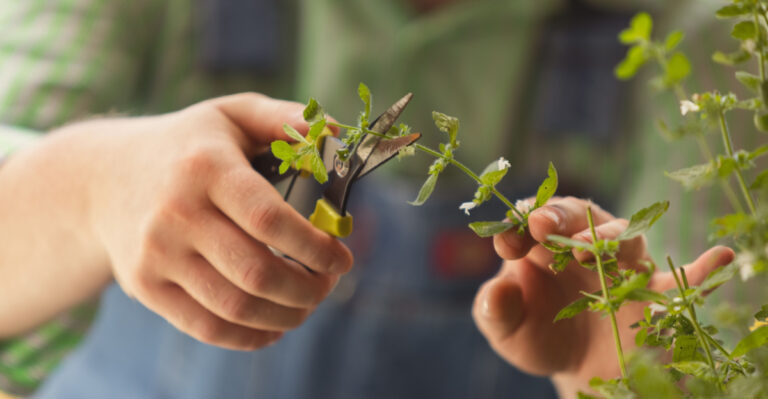 5 Shrubs To Prune In April In Arizona For More Blooms