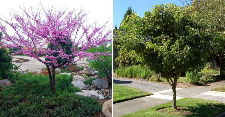 5 Underused Native Michigan Small Trees That Work In Front Yards