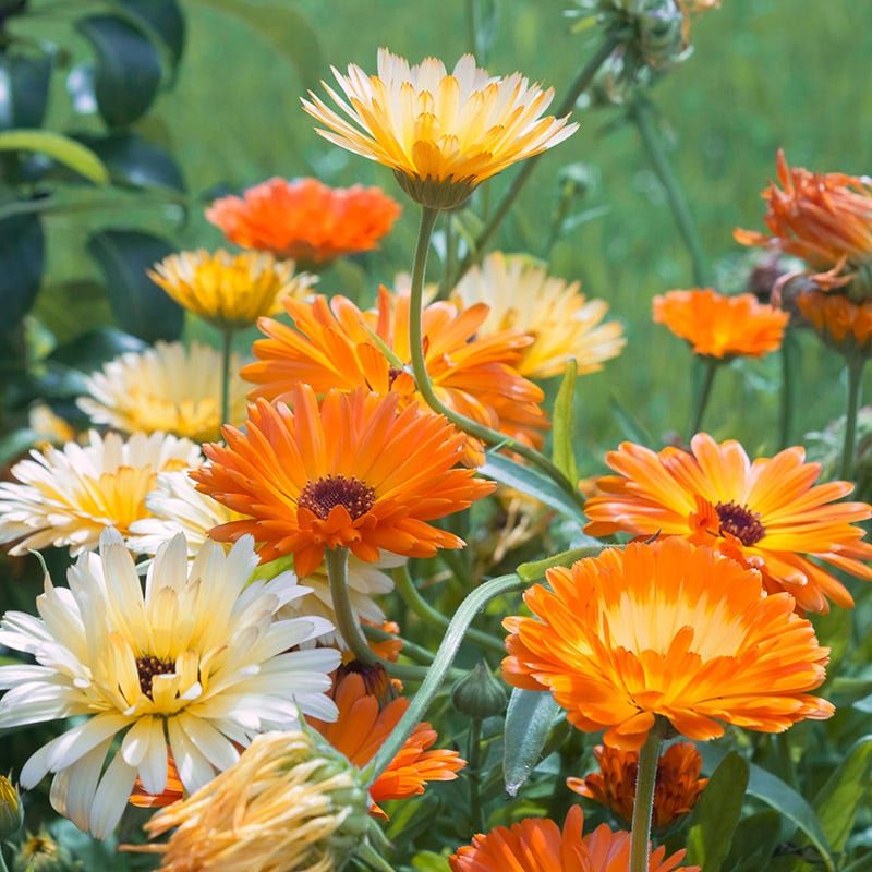 Calendula Keeps Showing Up Year After Year