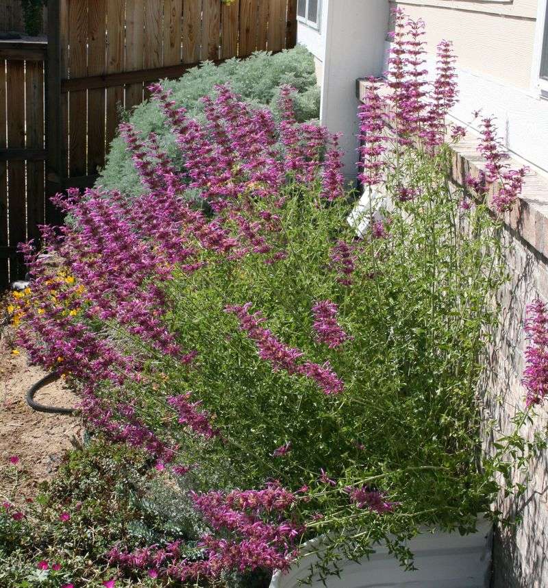 Agastache Adds Color And Herbal Scent