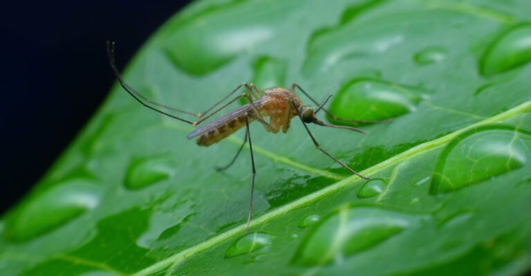 6 Arizona Mosquito-Repellent Plants Worth Growing This Season