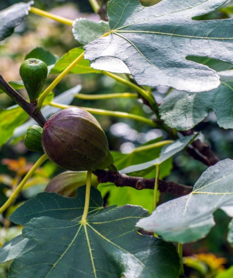 Fig Trees Bring Quick Backyard Rewards In Warmer Parts Of North Carolina