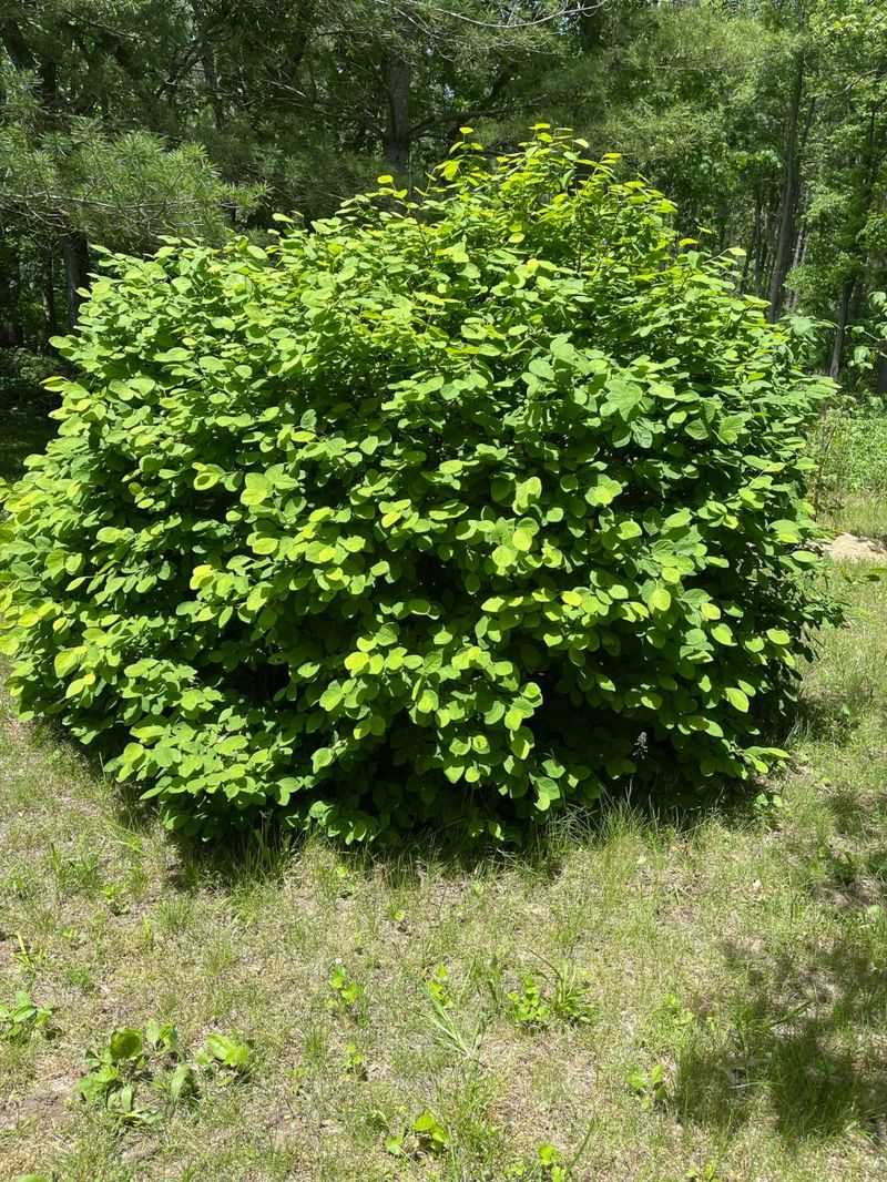 Leatherwood (Dirca Palustris)