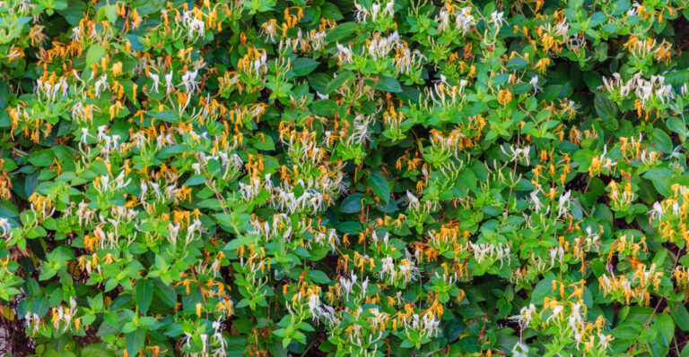 6 Hard To Find Native Michigan Shrubs That Are Worth The Hunt