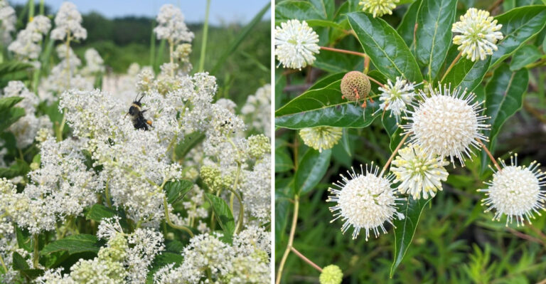 new jersey tea and buttonbush