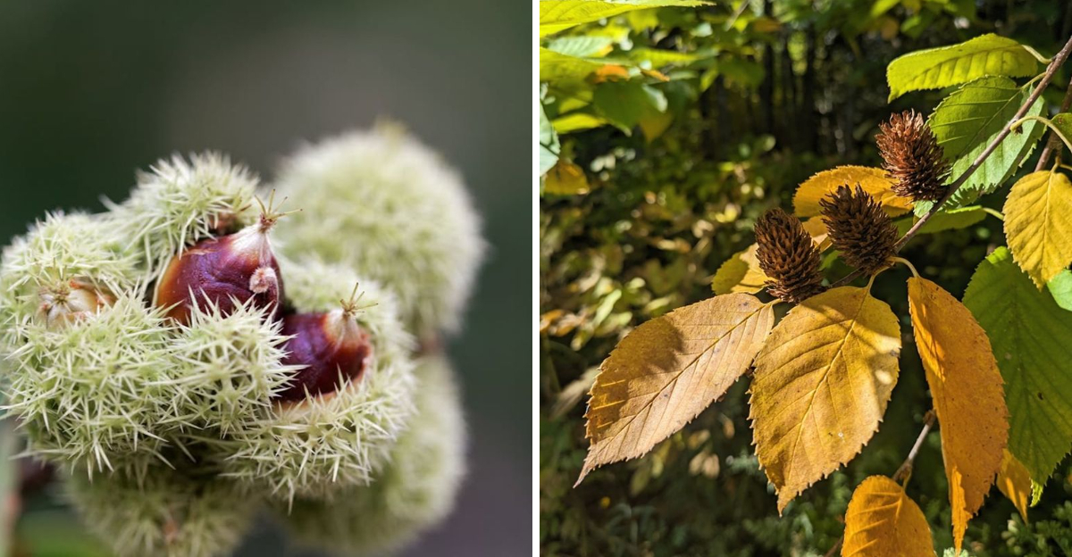 Allegheny Chinkapin and Yellow Birch