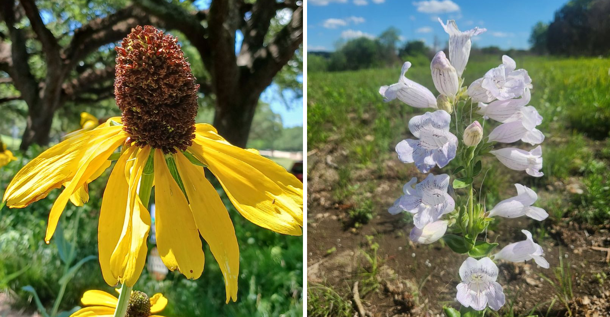 Texas Coneflower and Cobaea Beardtongue