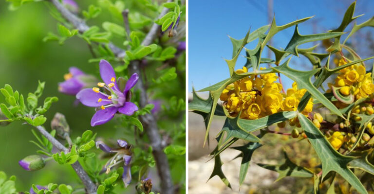 Texas Lignum Vitae and Agarito