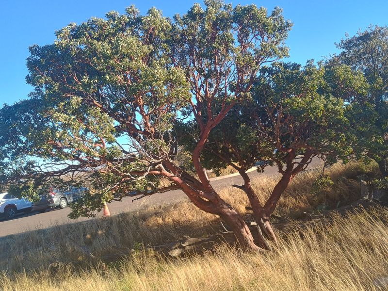Texas Madrone 