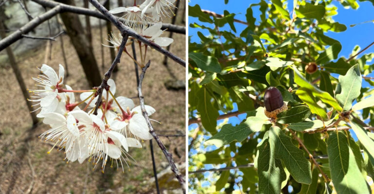 Mexican Plum and Lacey Oak