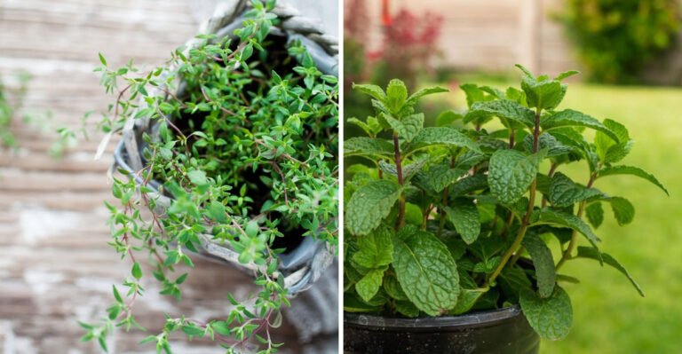 thyme and mint