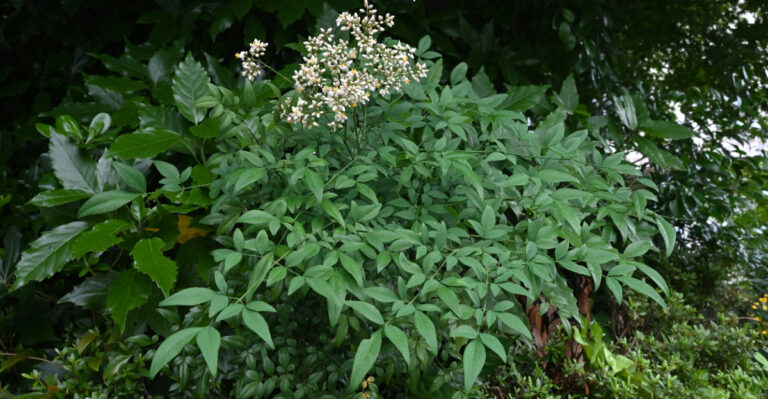 invasive shrub