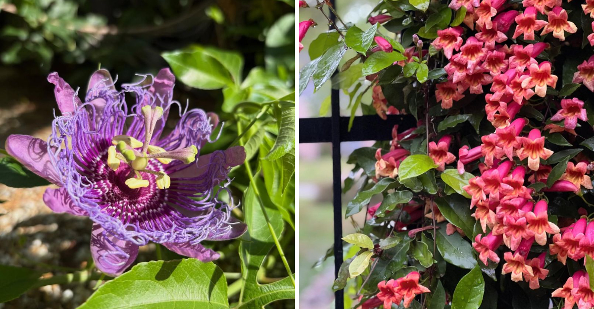 passion vine and cross vine