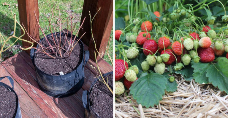 blueberry plant and strawberry fruiting