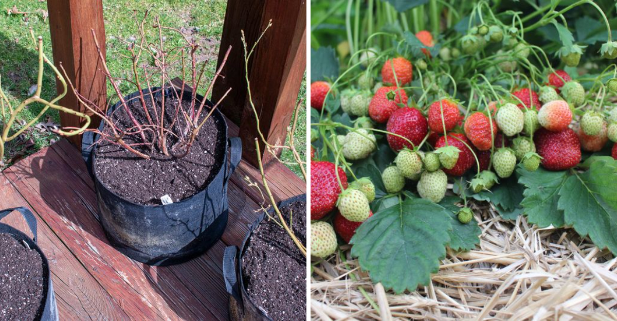 blueberry plant and strawberry fruiting
