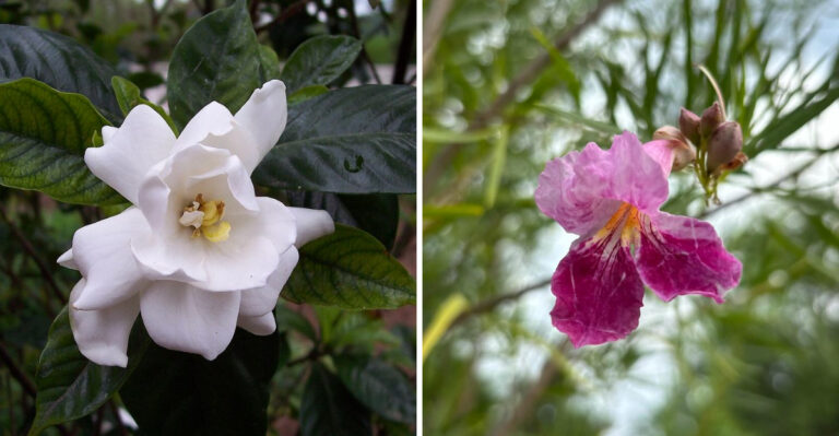 6 Plants That Struggle In Arizona Caliche Soil And What To Plant Instead