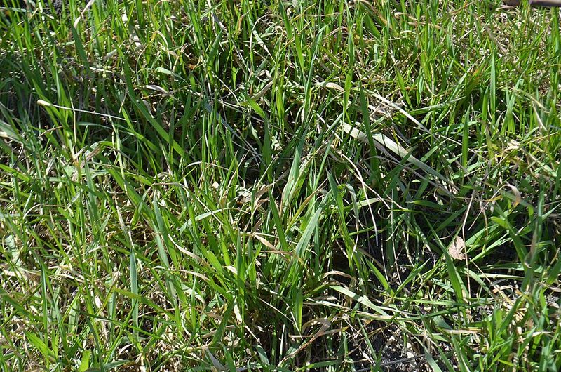 Cool-Season Lawns Respond To A Light Spring Feeding