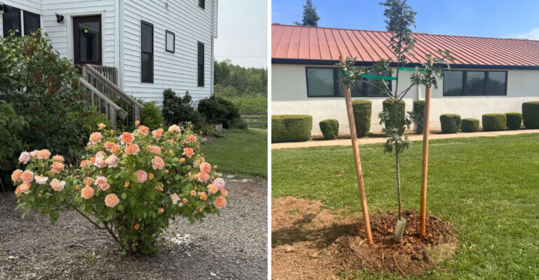 rose and newly planted tree