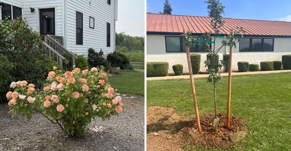 rose and newly planted tree
