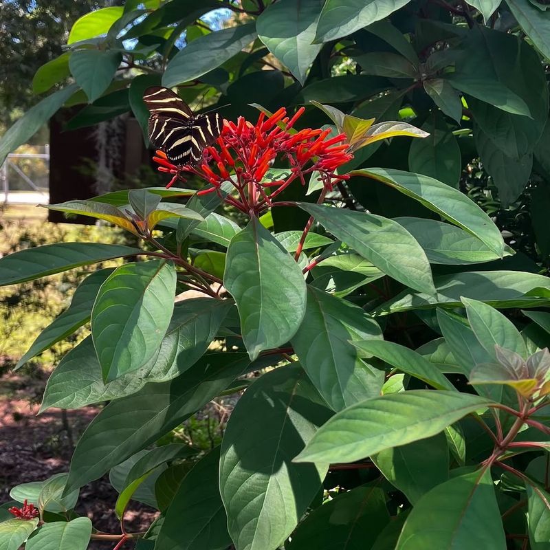 Lightly Prune Firebush To Control Size Without Losing Blooms