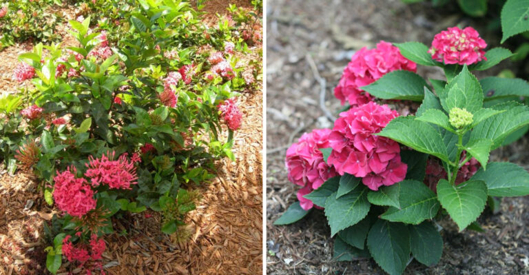 ixora and hydrangea
