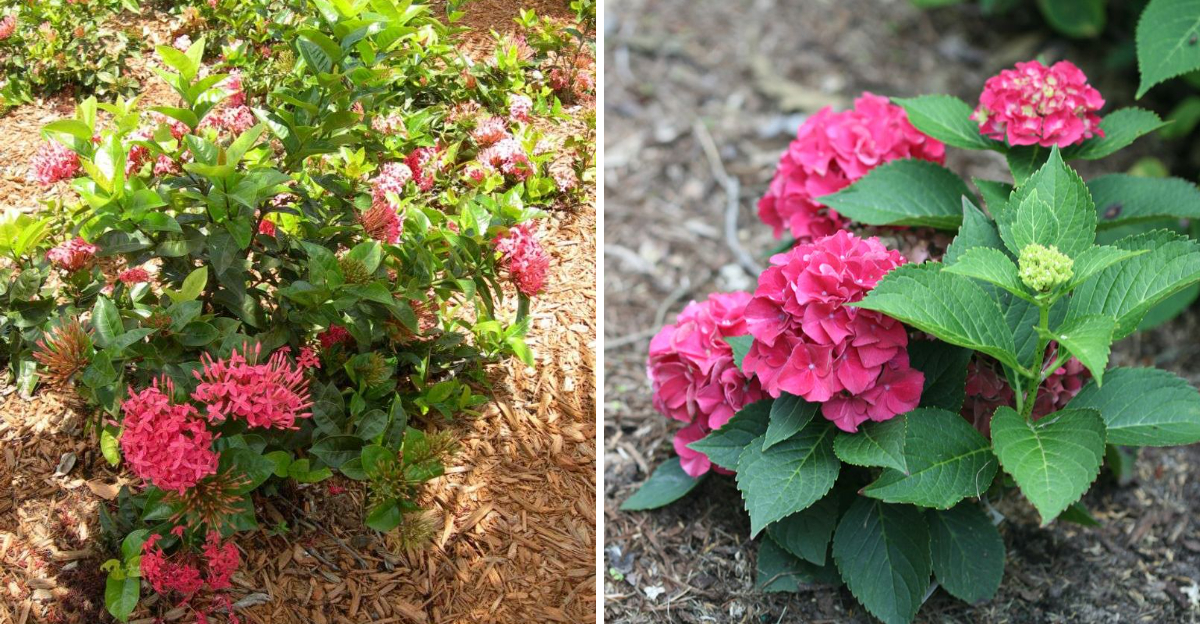 ixora and hydrangea