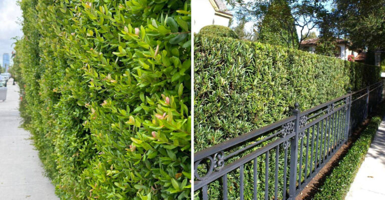 Simpson's Stopper and podocarpus