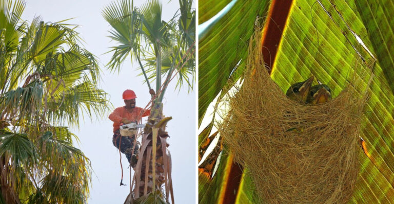 6 Pruning Mistakes Some Floridians Make Every April