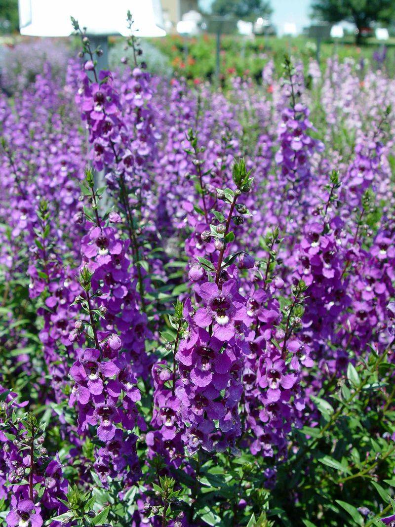 Angelonia Built For Heat And Long Summer Blooms
