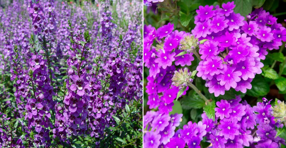 6 Purple Flowers That Thrive In North Carolina Heat All Summer
