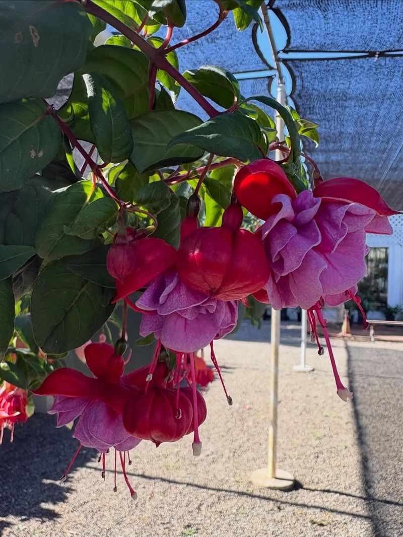 Provide Bright, Indirect Light Or Morning Sun